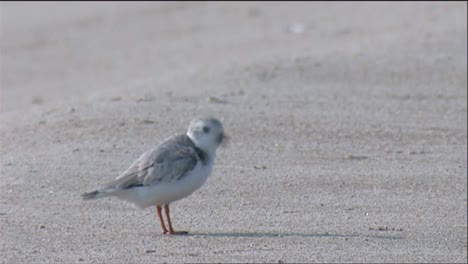 small plover birds gather at a beach