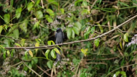 Escaneando-El-área-En-Busca-De-Insectos-Volando-Para-Una-Comida-Rápida,-Ceniciento-Drongo-Dicrurus-Leucophaeus,-Parque-Nacional-Khao-Yai,-Tailandia