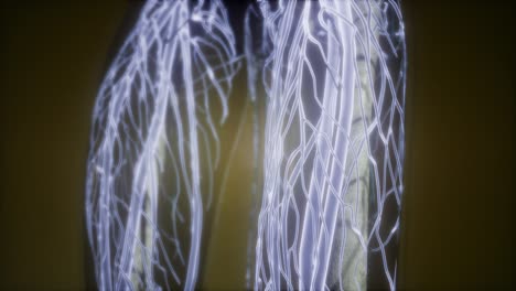 Human-Body-with-Glow-Blood-Vessels