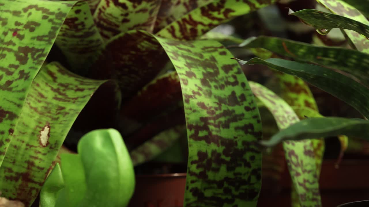 Closer view and left side truck camera movement from a Vriesea fosteriana bromeliad and Neoregelia 'leopard ray' plants