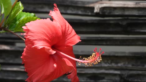 Shoeblackplant-Hermoso--rojo--verde