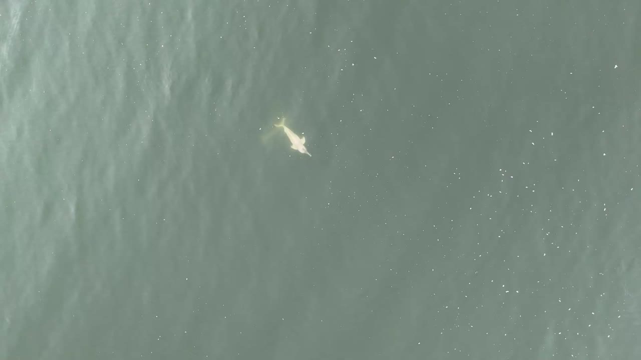 River dolphins slowly swimming in a beautiful lake in the brazilean amazon, shot with DJI Mini 4 pro at 60 fps