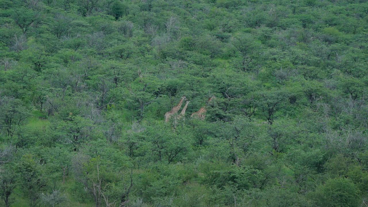 Giraffes in a Lush African Forest