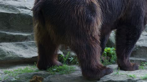 brown bear walks slowly along rocky zoo enclosure in daylight, rear view captured