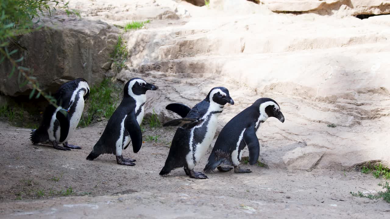 Three African penguins walk on sunlit rocky ground, natural light, steady camera, close-up view