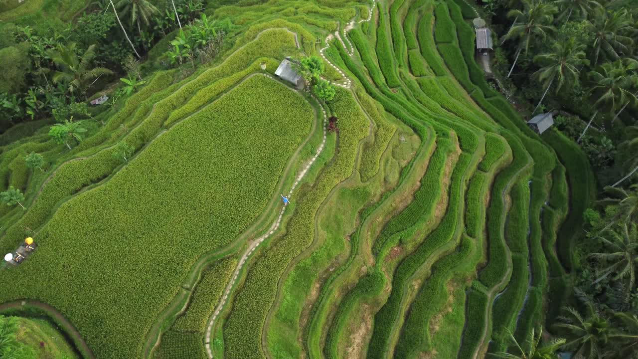 항공 4k 드론 영상: 유네스코 테갈랑  ⁇  테라스 사이에서 조용한 산책