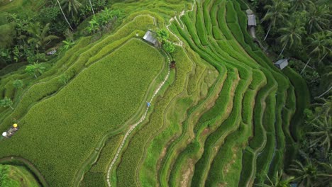 Aerial-4K-Drone-Footage:-Tranquil-Walk-Amidst-UNESCO-Tegalalang-Rice-Terraces