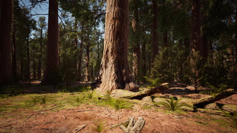 Riesenmammutbäume-Im-Riesenwaldhain-Im-Sequoia-Nationalpark