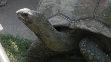 un primer plano de una tortuga gigante de aldabra que levanta la cabeza en el aire para mirar alrededor