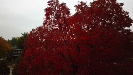 Crane-Shot-Over-Yellow-Tree-In-Distant-Beautiful-Town-In-Autumn-Season,-Tulsa,-Oklahoma