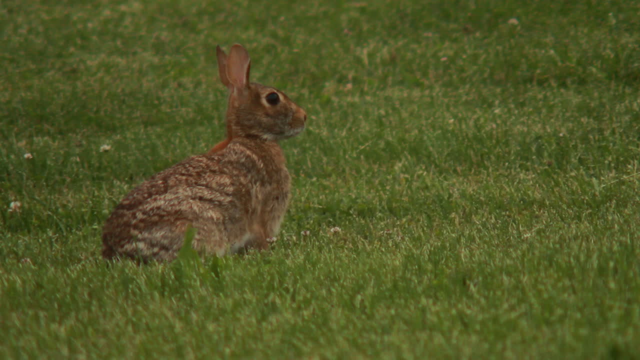 cerca de un conejo pastando en un campo