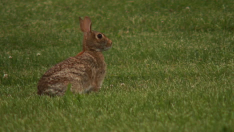 Cerca-De-Un-Conejo-Pastando-En-Un-Campo