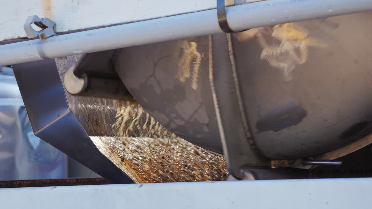uvas recién recogidas durante la cosecha en una bodega empresa 1