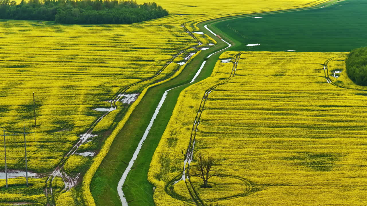 Endless yellow fields of rapeseed, aerial panoramic view