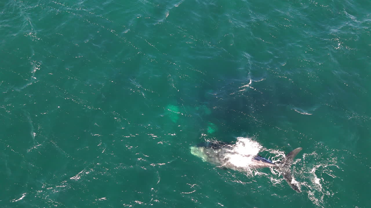 Experience a mesmerizing birds-eye perspective capturing a Southern Right Whale peacefully basking in the crystal waters of Puerto Madryn, Argentina, showcasing marine wonder.