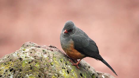 el pájaro olivo en la roca