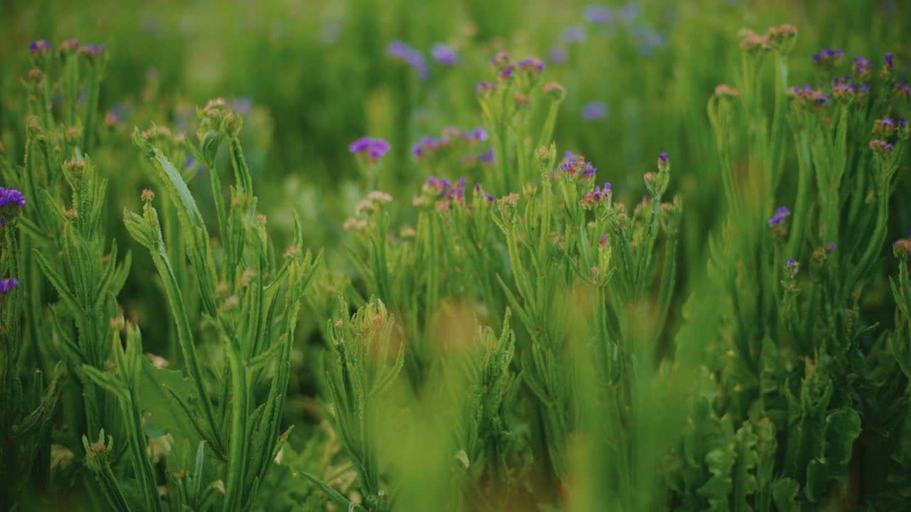 초록  에 있는 보라색 야생 꽃