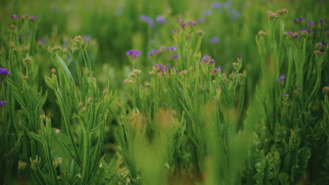 flores silvestres púrpuras en un campo verde