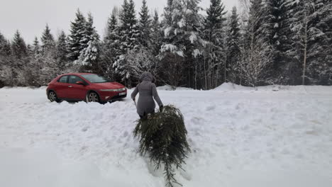 woman dragging a christmas tree to the car after cutting it down in the forest