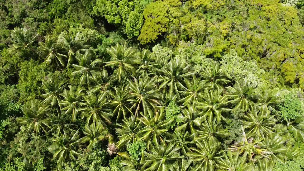 View of green tropical palm trees from above