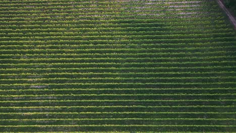 Growing-Vineyards-At-Lima-Valley-In-Northern-Portugal