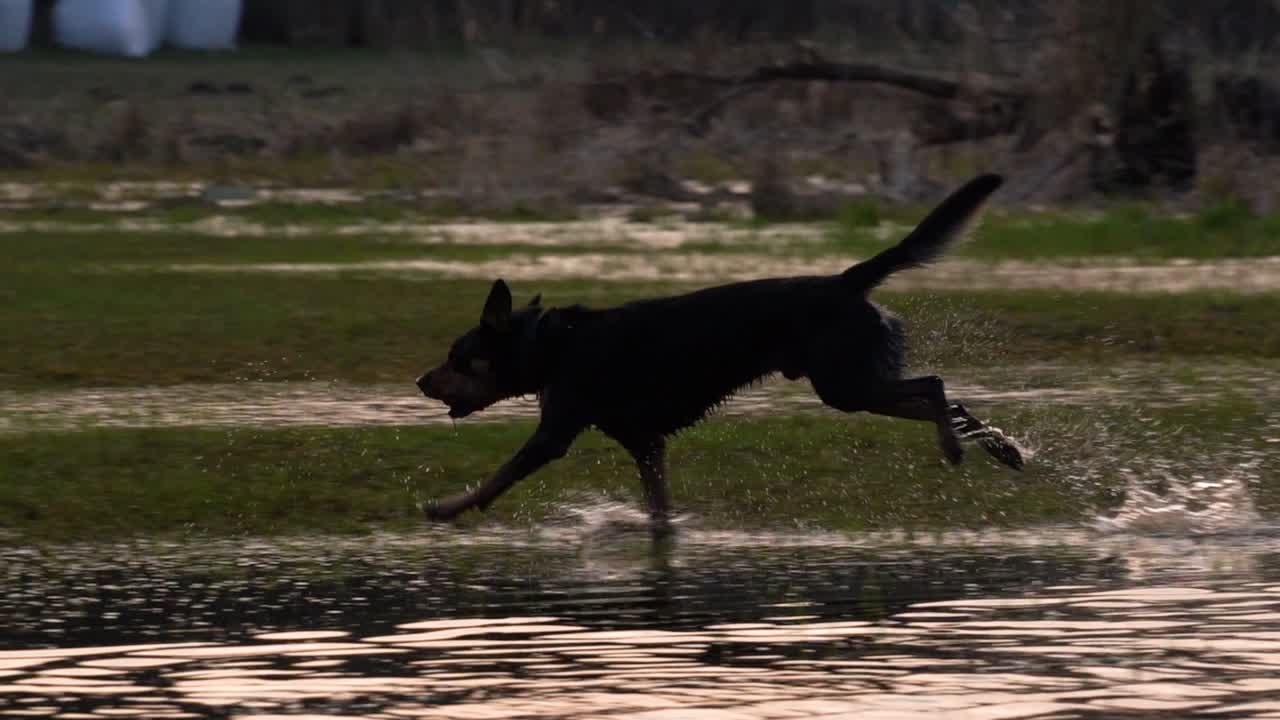 공이 얕은 물에서 뛰고, 젖은 잔디에서 질주하고, 물이 튀는 젖은 개