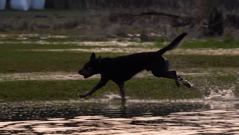 wet dog with a ball running out of shallow water, galloping on wet grass, and splashing water