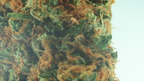 macro primer plano de una marihuana sativa super limón amnesia haze flor de roca, cepas naranjas, kush verde y púrpura, en un soporte giratorio 360, video en cámara lenta 4k
