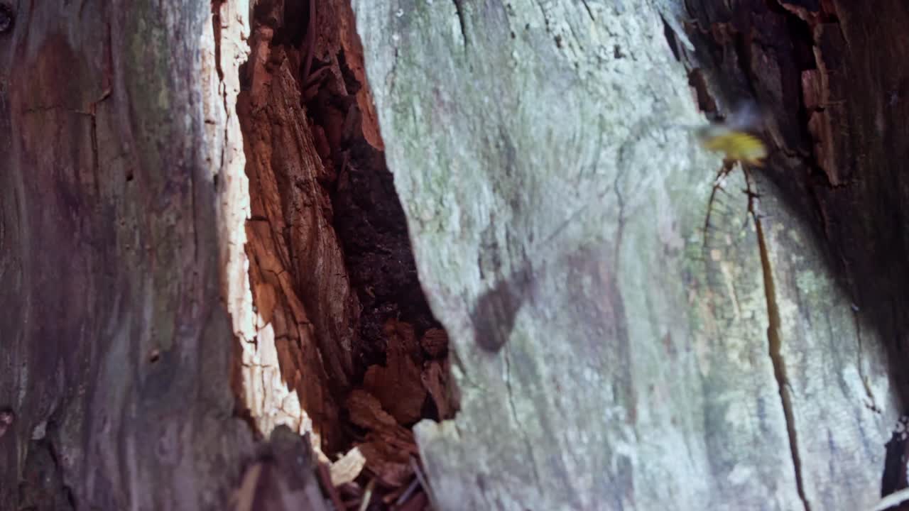 A bee carries an egg to the entrance of the hive in a tree stump then turns around and goes back into the hive