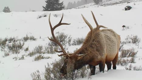 a large male elk grazes in the snow 2