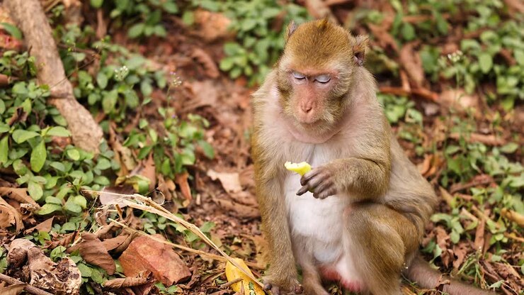 Monkey enjoys a snack in natural habitat