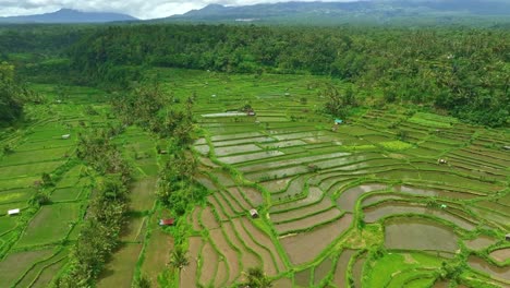 flying over large flooded rice growing paddy fields in balinese rural area