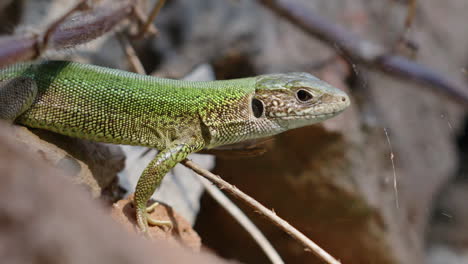 close-up of an european green lizard standing on a rock