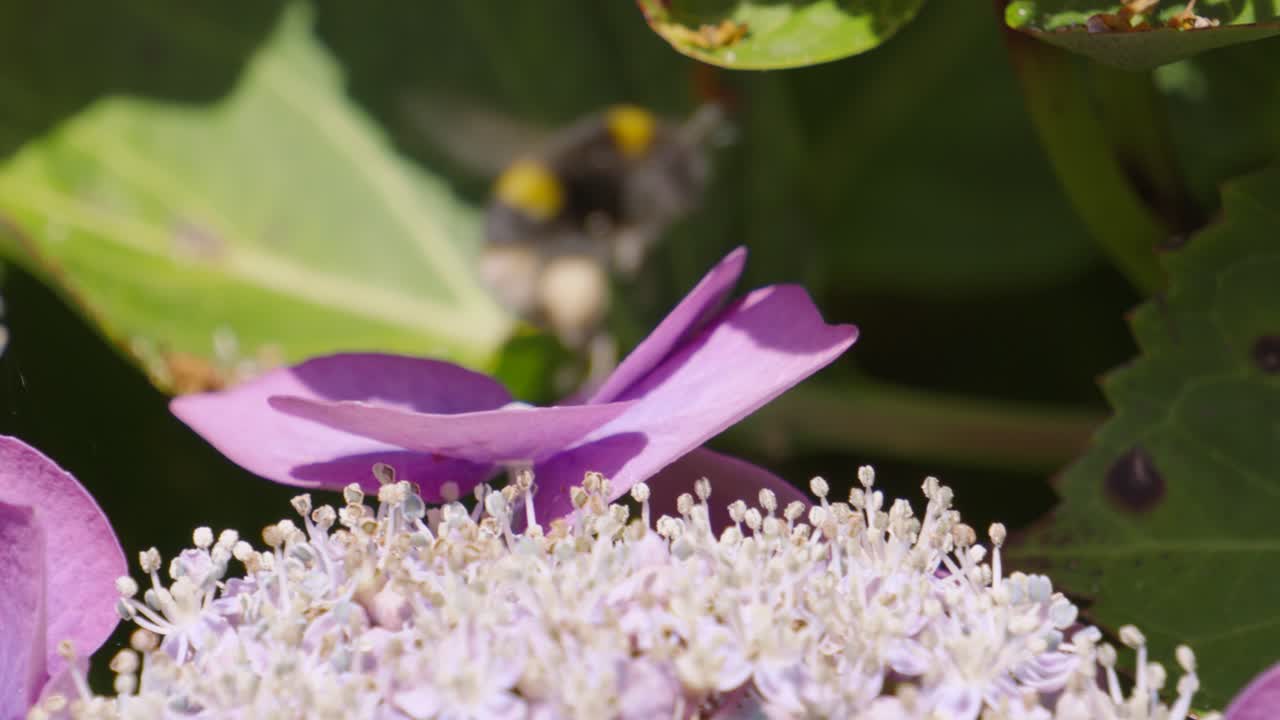 Bumblebee on Hydrangea