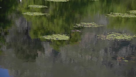 Reflection-of-trees-and-mountain-in-pond-with-floating-water-lilies-in-beautiful-light,-pan-Stellenbosch