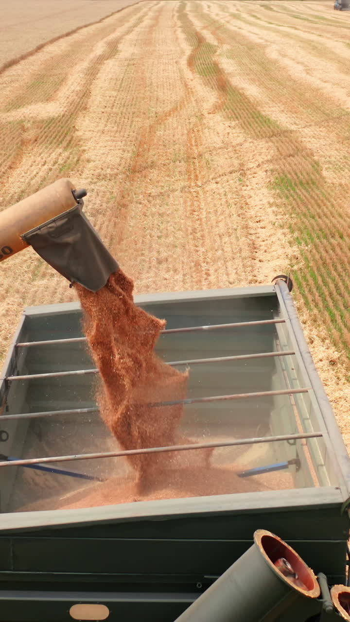 Ripe grain being downloaded into the tractor from a combine pipe. Dry farmland with working machines at backdrop. Vertical video
