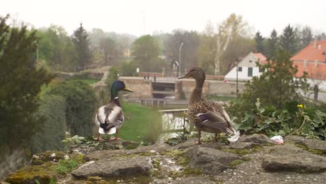 Duck-couple-standing-and-looking-around-on-the-old-castle-rock-of-Tata,-with-a-car-passing-by-in-the-background,-filmed-in-180-fps-slow-motion