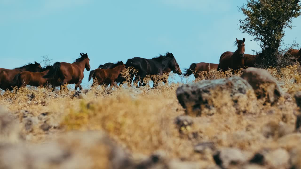 manada de caballos salvajes vagando libremente en la naturaleza