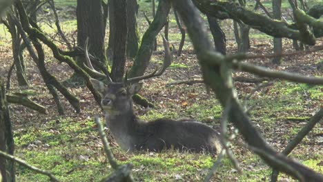 Männlicher-Damhirsch-Mit-Großem-Geweih-Ruht-Im-Wald