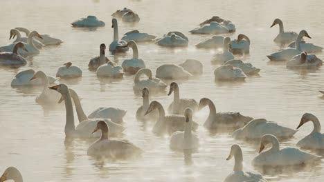flock of swans in a misty morning