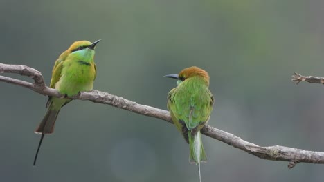 bee-eater in tree waiting for pray .