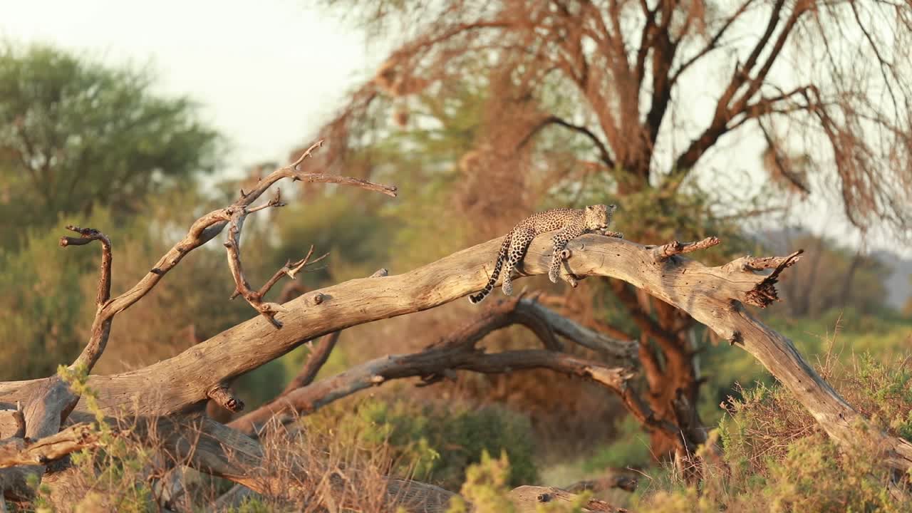 A leopard lying on an acacia log slowly wagging its tail.