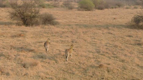 Drohnenantenne,-Zwei-Zebras-Stehen-An-Einem-Kalten-Wintermorgen-In-Der-Wildnis-Und-Starren