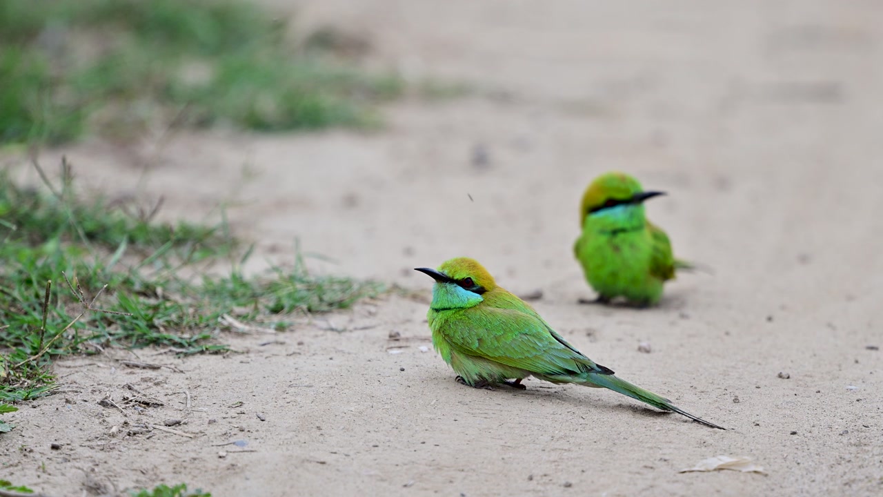Soft natural light illuminating vibrant green plumage during flight transition moment