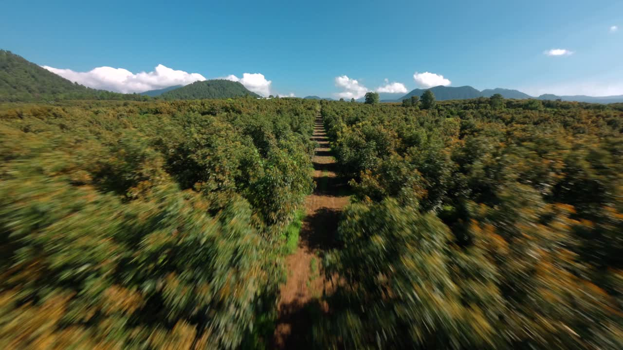 fotografía de aviones no tripulados de las granjas de aguacate en uruapan, michoacán