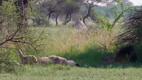 Un-Gran-León-De-Melena-Negra-Y-Una-Leona-Descansando-Bajo-La-Sombra-De-Un-Arbusto-En-Nxai-Pan,-Botswana---Plano-General