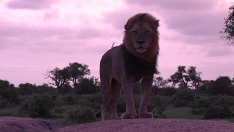 a male lion yawns to the wind from an elevation and low horizon