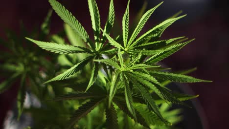 cultivo de marihuana en el patio trasero