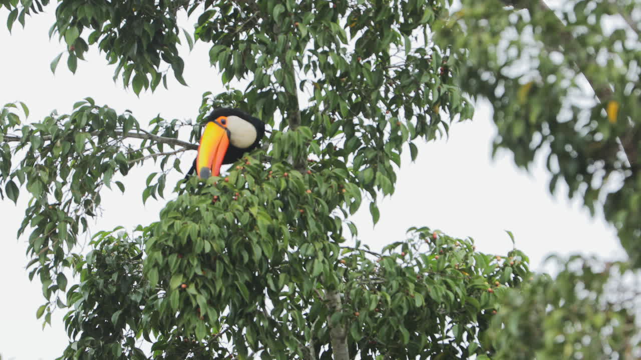 tucán comiendo frutas del árbol tiro abierto
