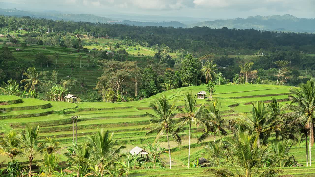 Stunning Rice Terraces in Bali